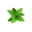 A small green plant with several leaves on a white background.