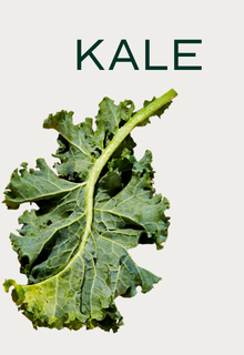 A single green kale leaf on a light background with the word KALE printed above it.