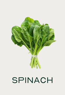 A fresh bunch of spinach tied at the stems, with the word SPINACH written below it.