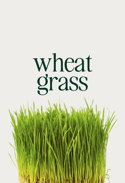 A close-up of vibrant green wheatgrass with the words 'wheat grass' written above it against a light background.