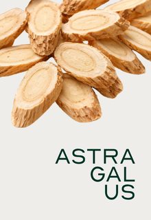 Sliced pieces of Astragalus root are scattered on an off-white background above the word 'ASTRAGALUS'.