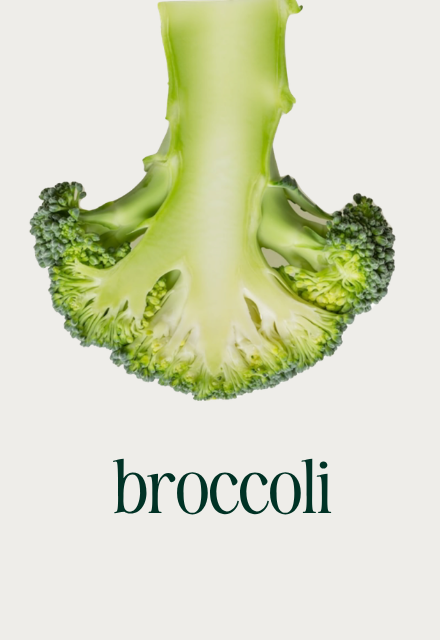 A cross-section of a fresh broccoli floret with the word 'broccoli' written underneath.