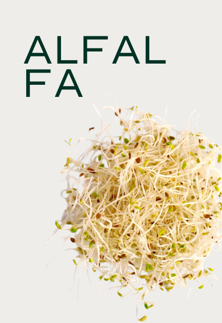 A close-up shot of a cluster of alfalfa sprouts with the word 'ALFALFA' in dark green text above.