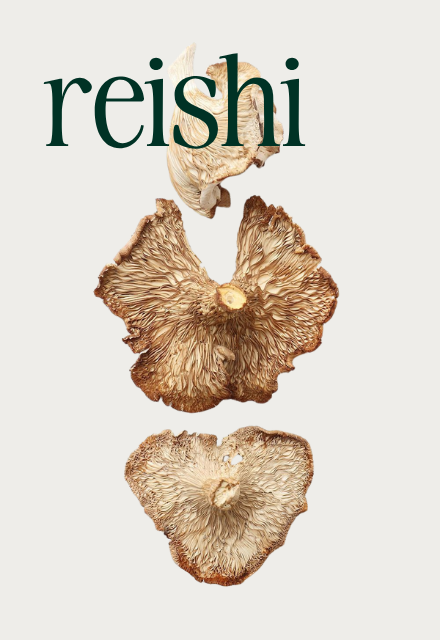 An illustration of three dried reishi mushrooms arranged vertically, with the word 'reishi' at the top.