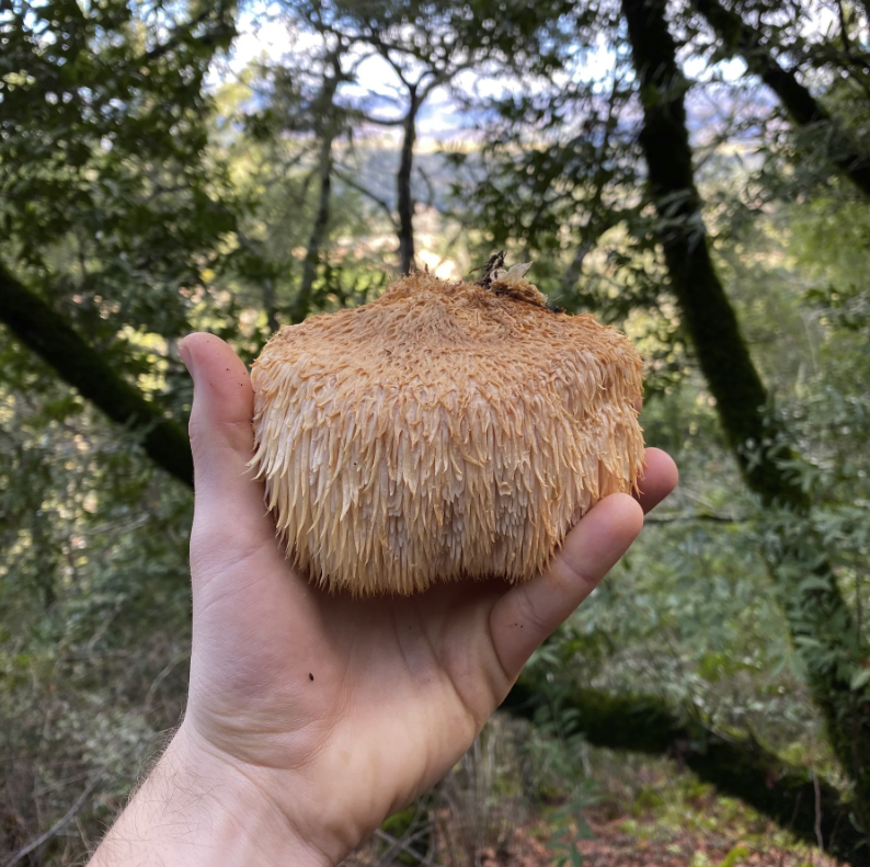 A person's hand holding a large, shaggy, tan mushroom in a forest setting.