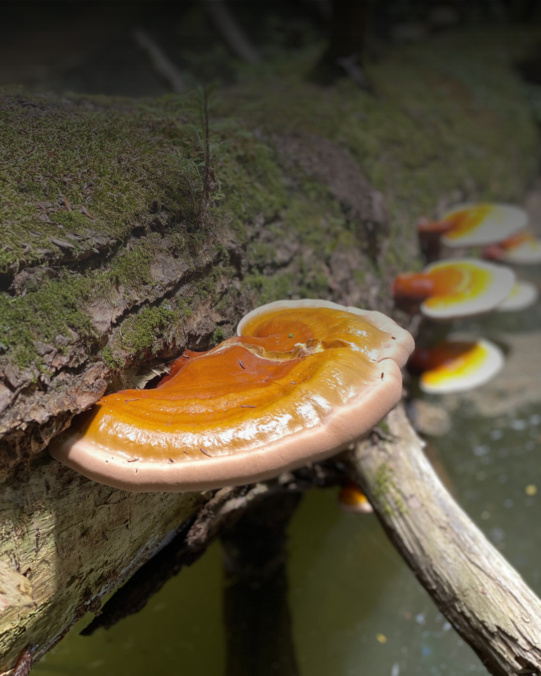 A close-up of a large, shiny, orange and white shelf mushroom growing on a mossy log over water.
