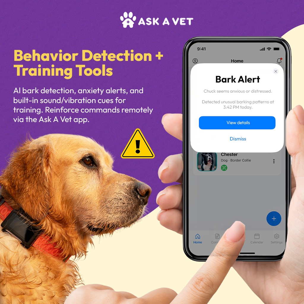 Dog with collar and phone showing bark alert notification.