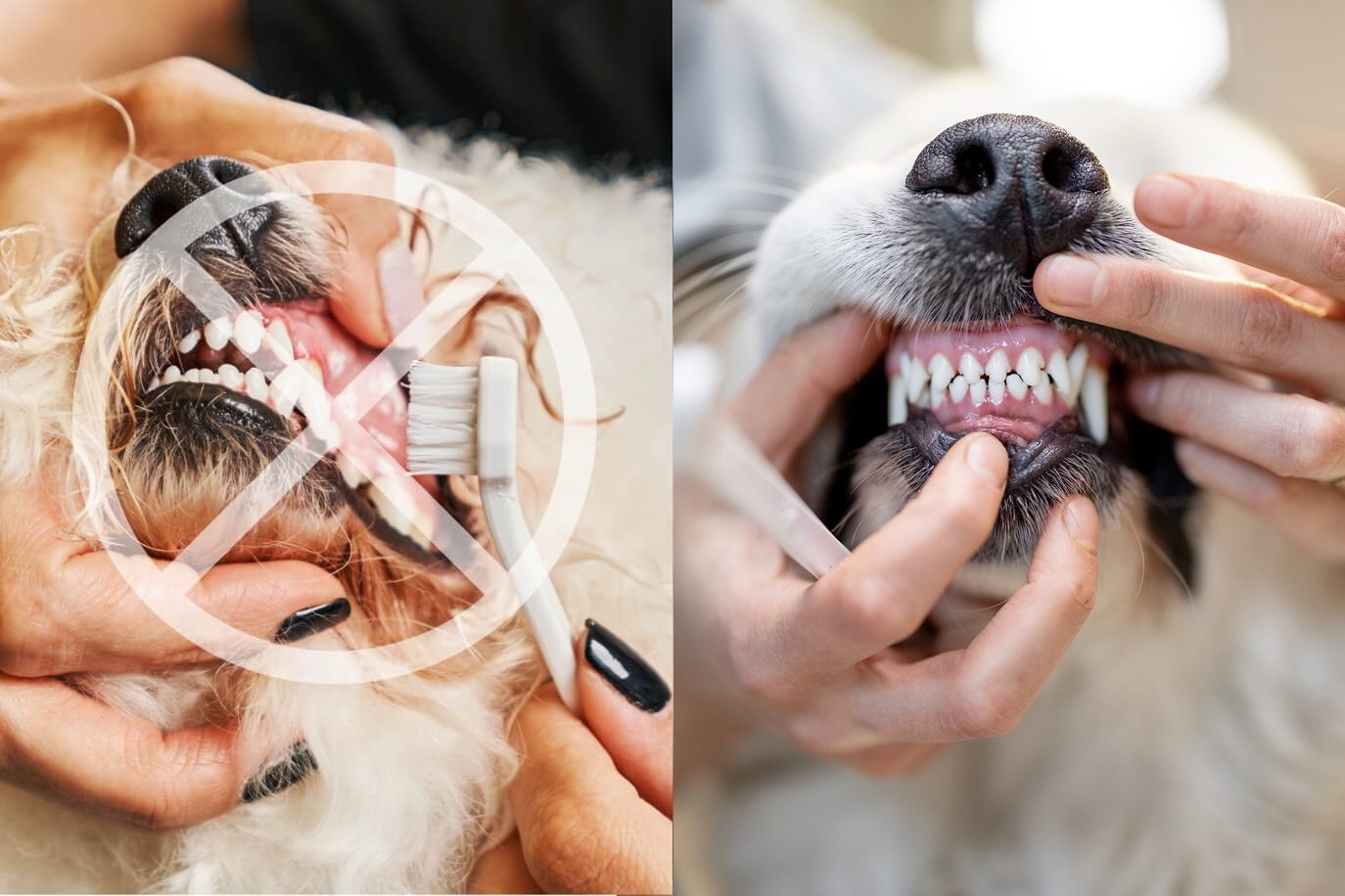 Split image of dogs getting dental care, no brushing symbol on left.