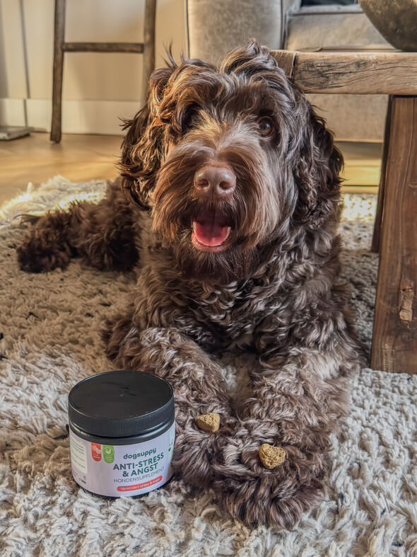 Rustige hond met DogSuppy Anti-Stress & Angst hartvormige snoepjes