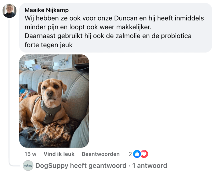 A dog wearing a harness sitting on a couch with a blanket.