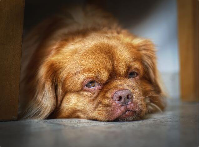DogSuppy Anty-Stres przysmaki