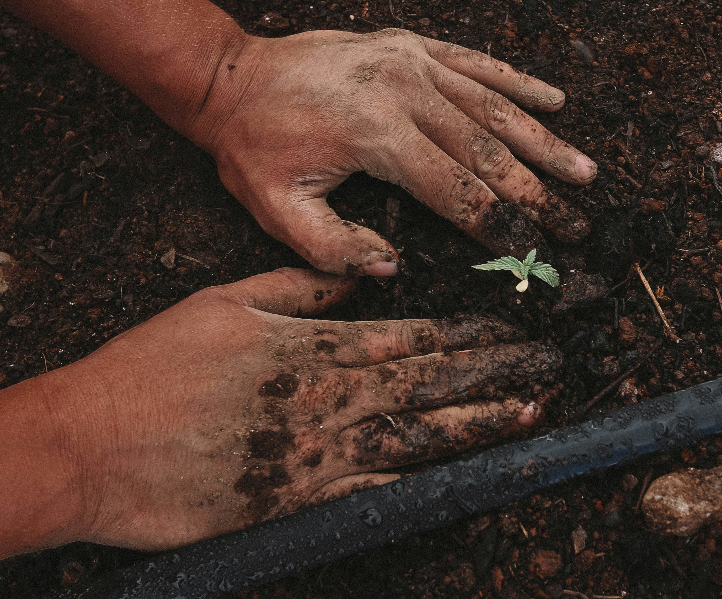Hands planting a small seedling in soil.