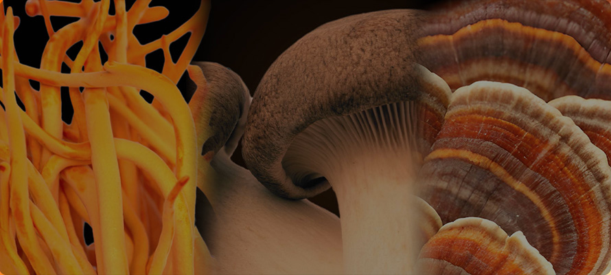 Three types of fungi, including yellow strands, grey caps, and multicolored gills.