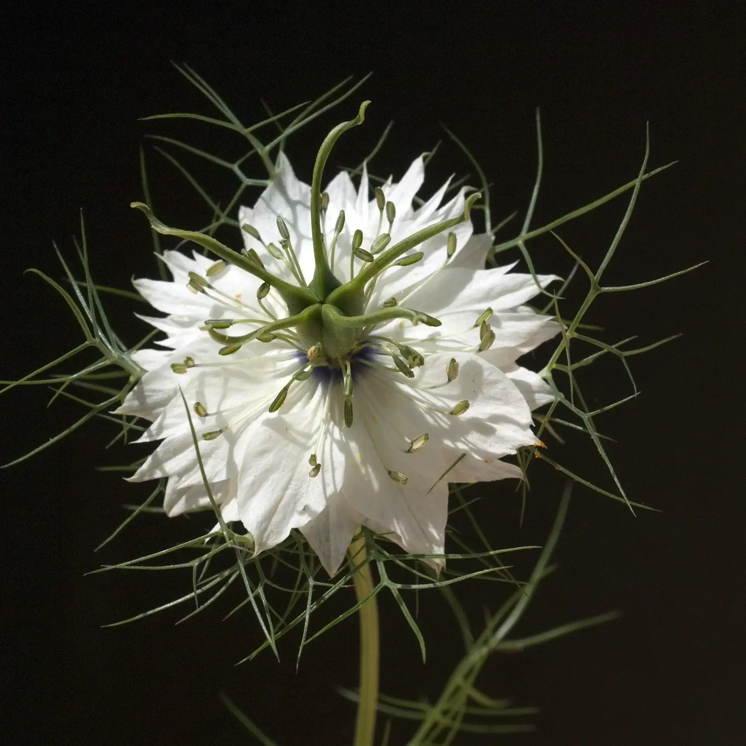 A close-up of a white flower with spiky green foliage against a black background.