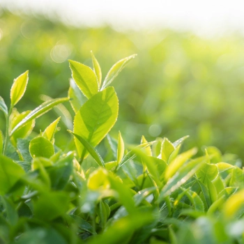 L-Theanine, Green Tea Caffeine