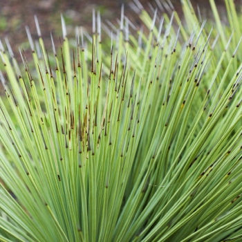 Agave Inulin + L-Glutamine