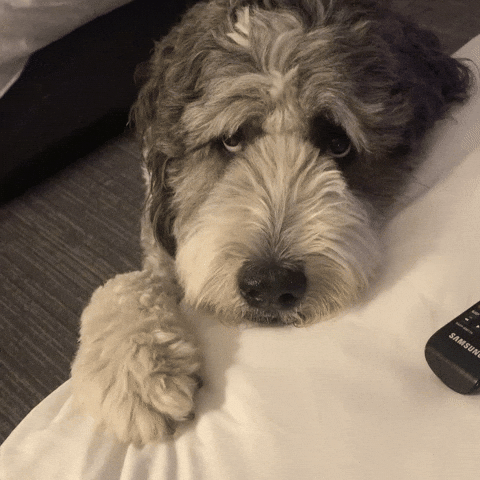 A fluffy dog resting its head on a bed near a remote control.