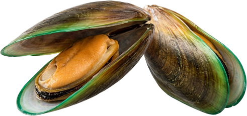A close-up of two green-lipped mussels, one open, on a white background.
