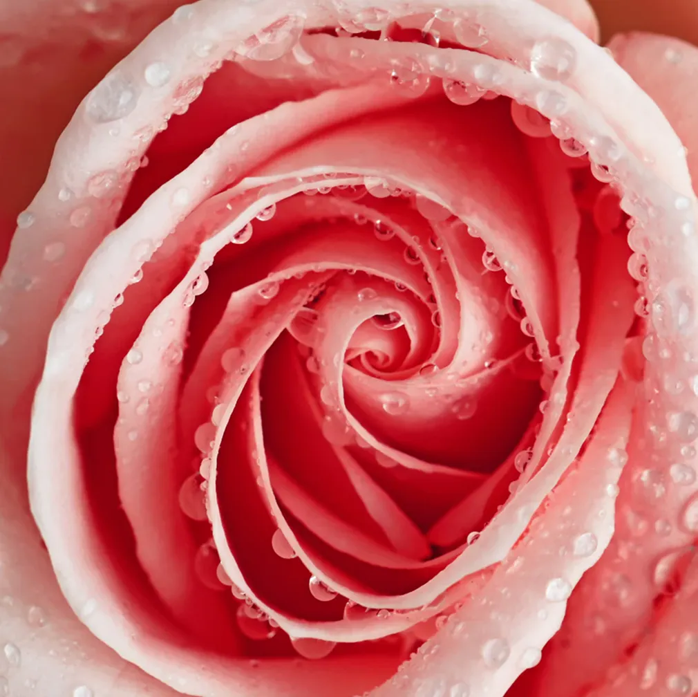 A close-up, top-down view of a pink rose covered in small water droplets.