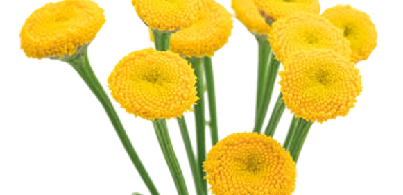 A close-up of several yellow, button-like flowers with green stems against a white background.