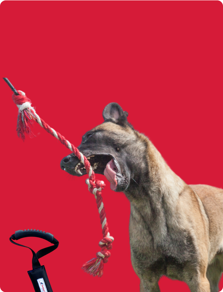Dog biting a red rope toy against a solid red background.