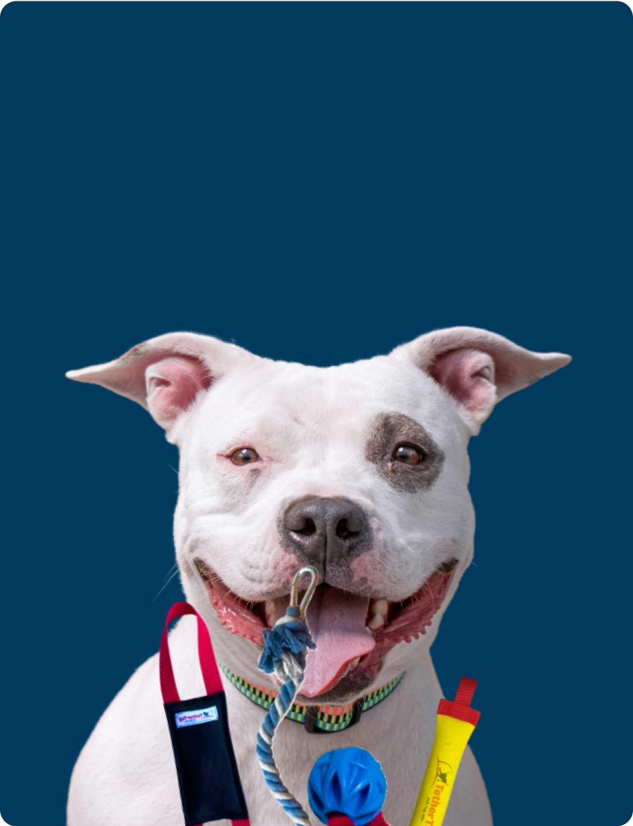 Happy dog with rope toy, wearing collar against a blue background.