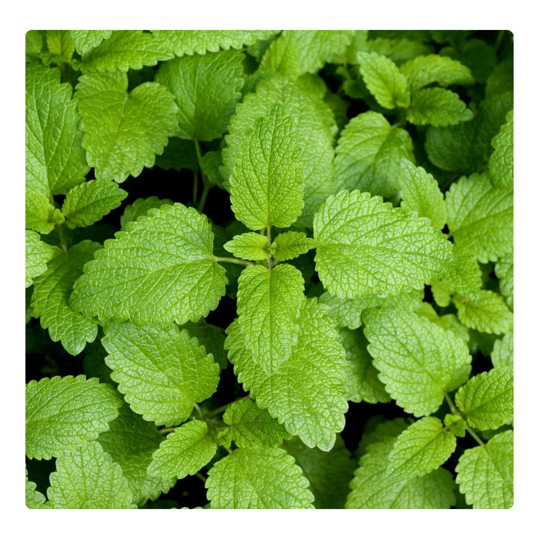 Lemon Balm