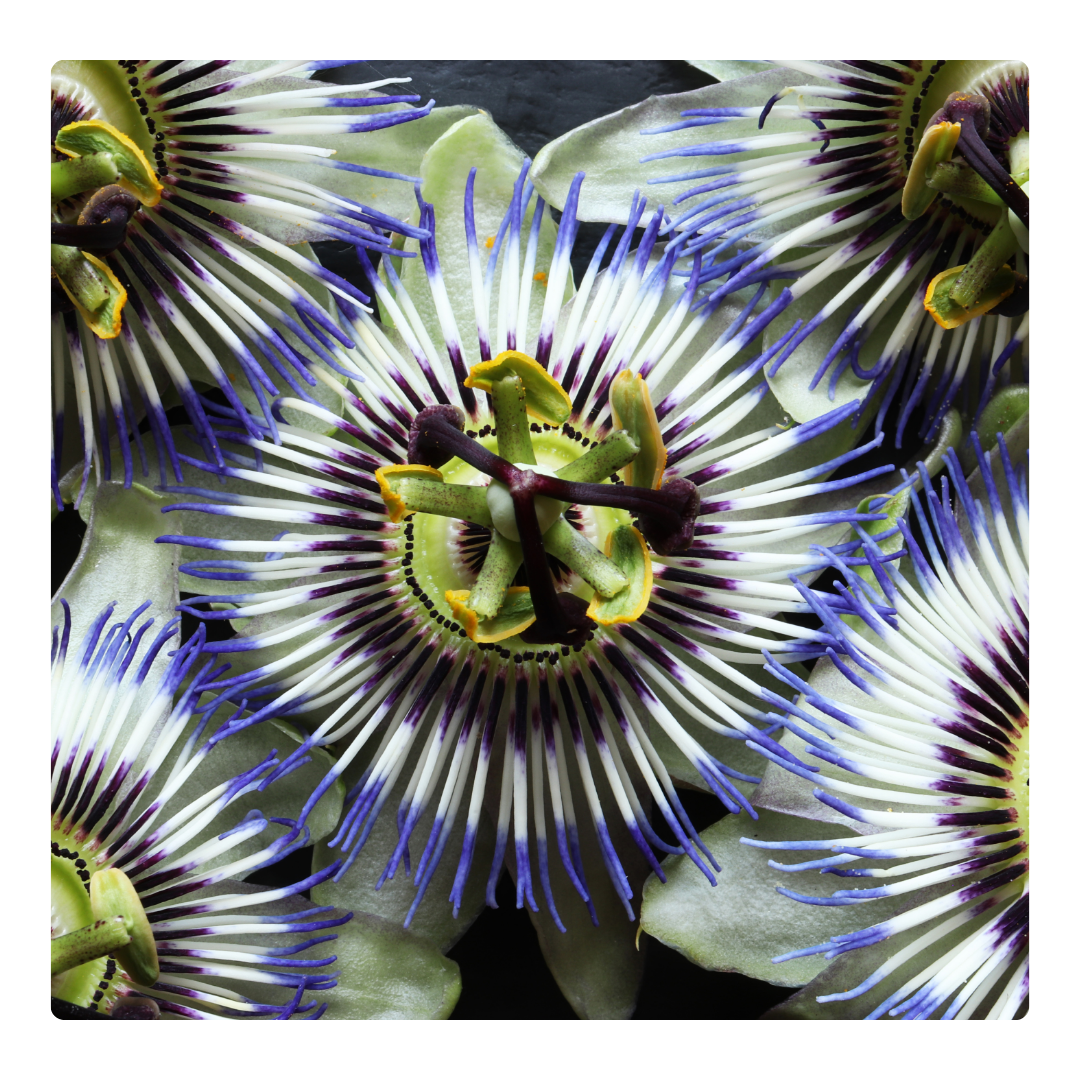 Passionflower