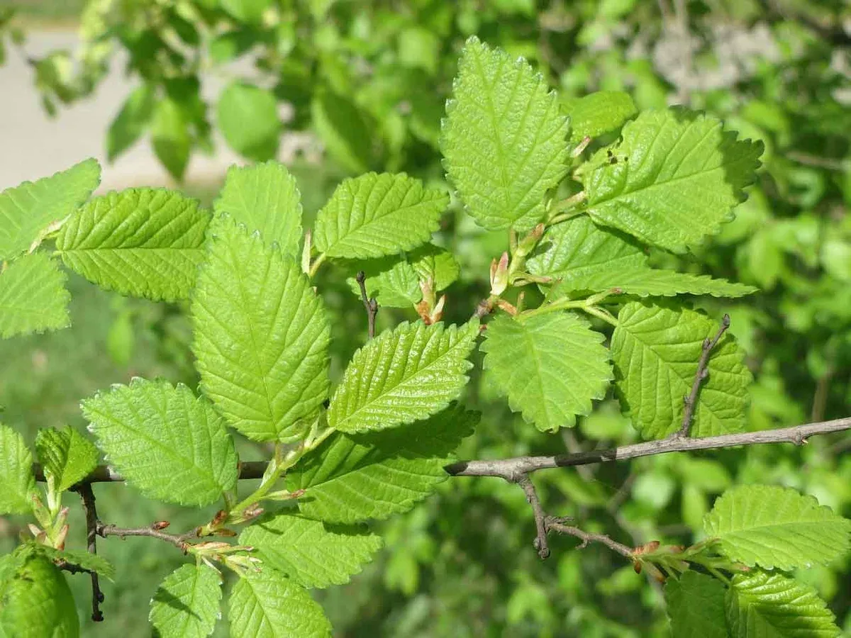 A close-up of a tree branch with bright green, textured leaves with serrated edges.