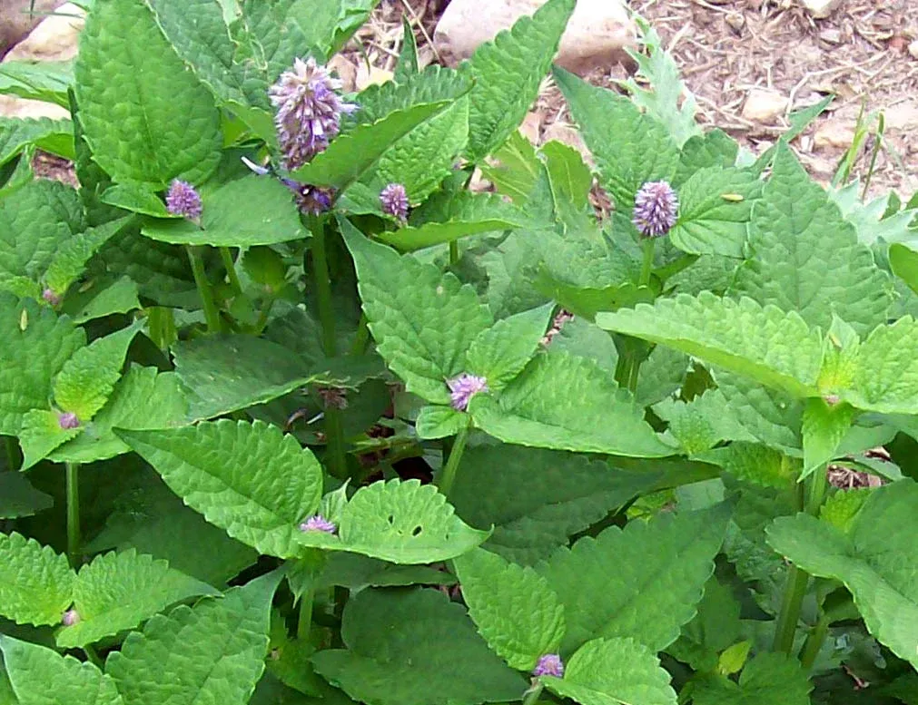 Lush green plants with serrated leaves and small, light purple flower clusters growing outdoors.