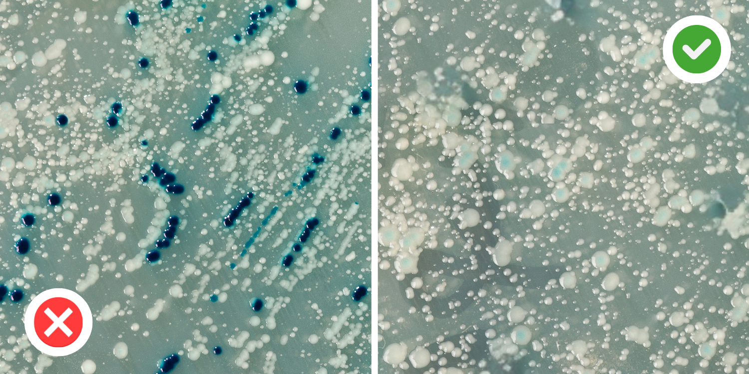 Two images comparing bacterial growth, with markers indicating incorrect and correct results.