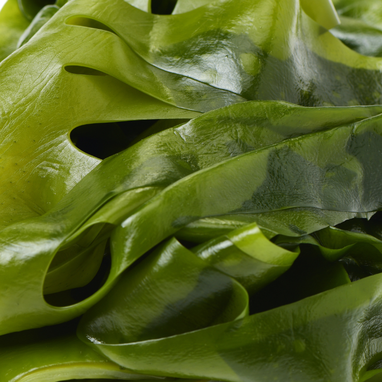 Close-up of glossy green seaweed leaves overlapping.