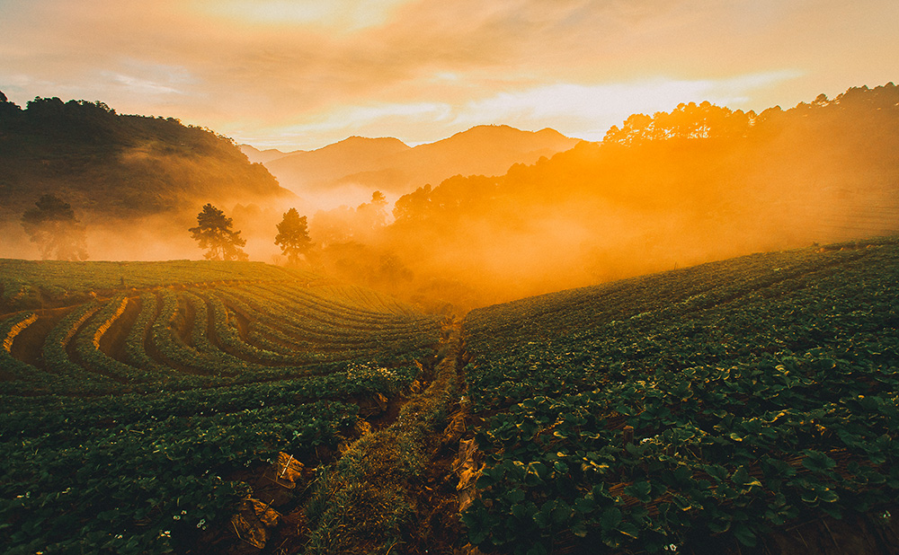 Sunrise over terraced fields with mist and distant mountains.