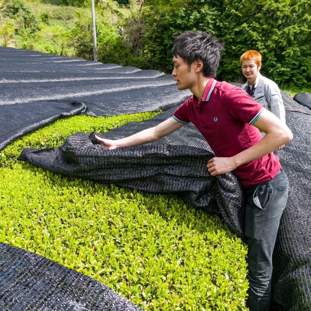 Two people uncovering plants with black fabric in a garden.