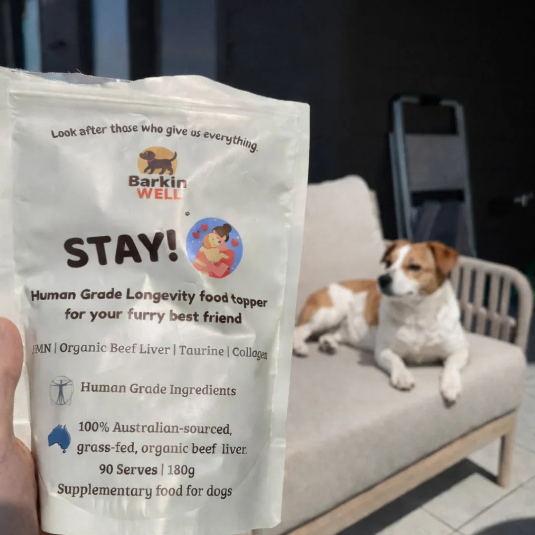 A hand holds a pouch of Barkin Well dog food with a Jack Russell terrier resting on a sofa.