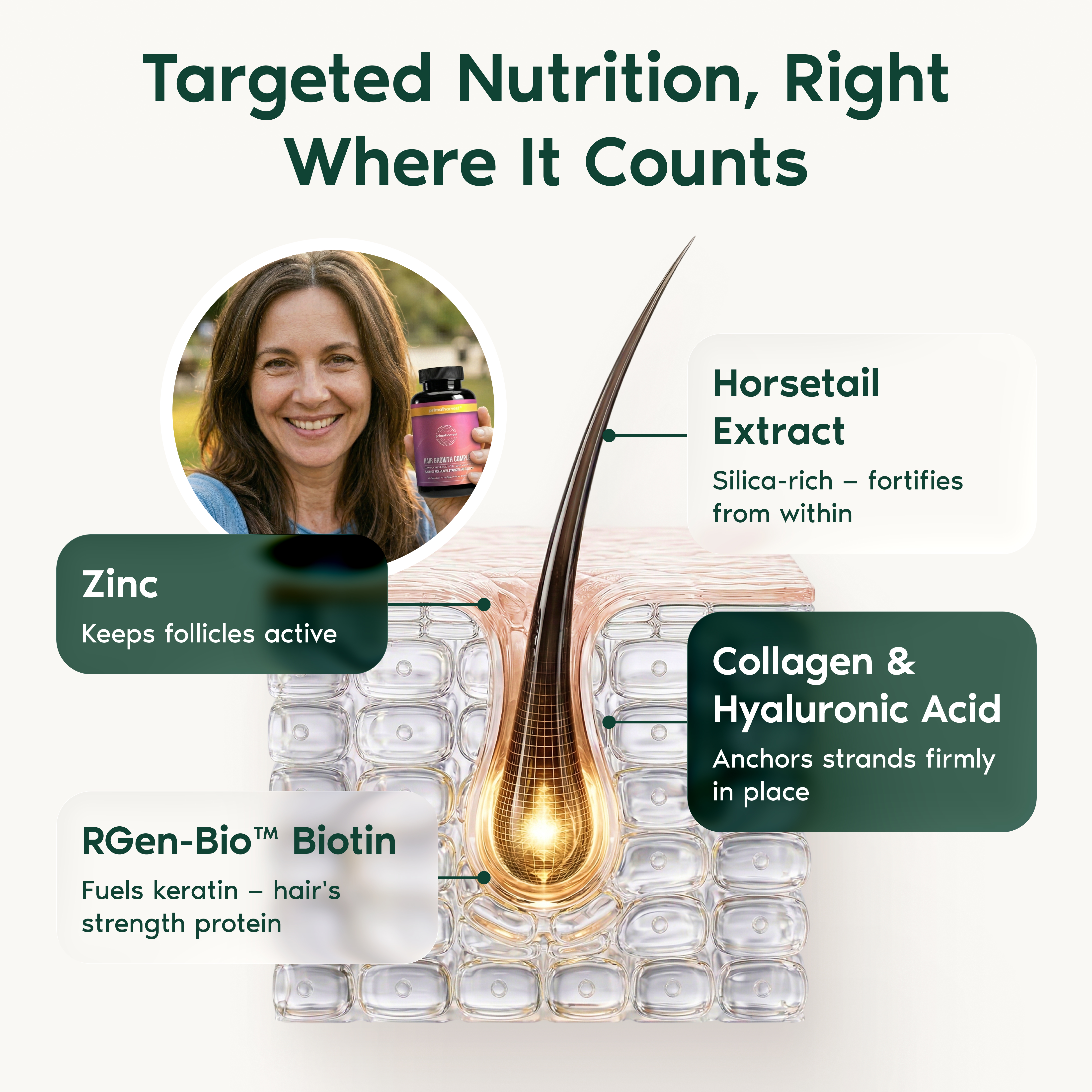 An infographic showing a hair follicle, explaining the benefits of ingredients like zinc, biotin, and collagen for hair.