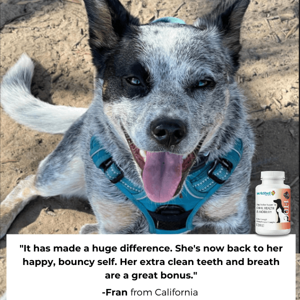 Smiling dog wearing a blue harness, with a supplement bottle and testimonial text below.