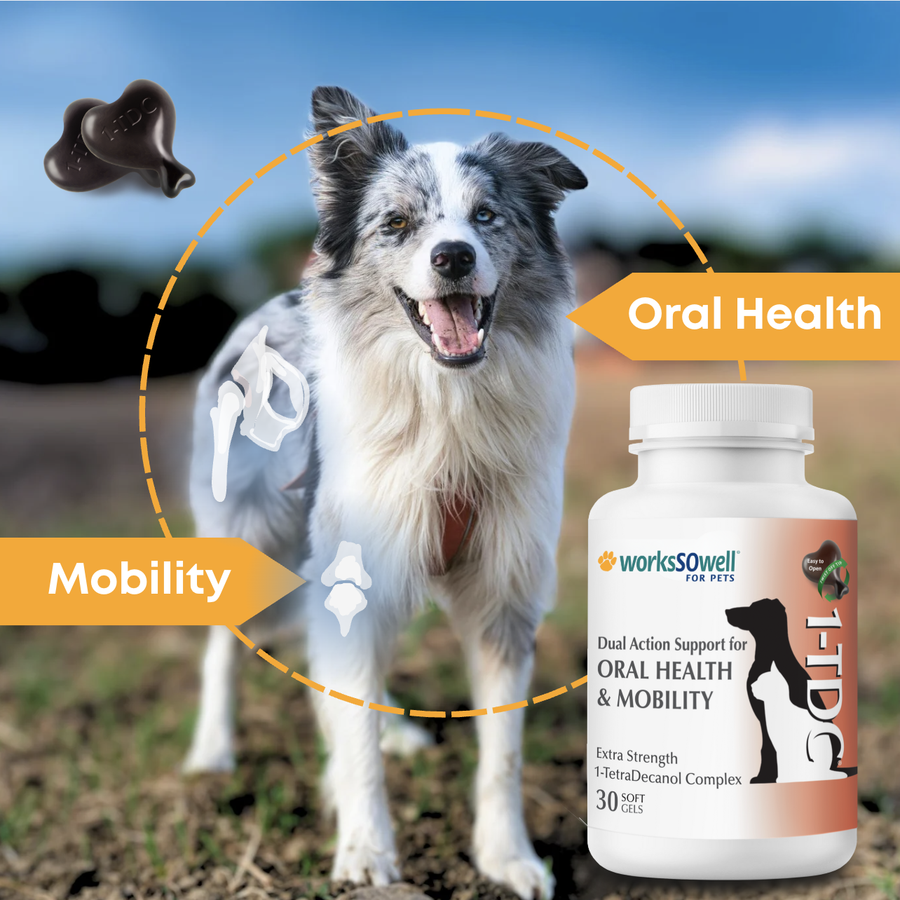 Dog with supplement bottle for oral health and mobility, with highlighted features.