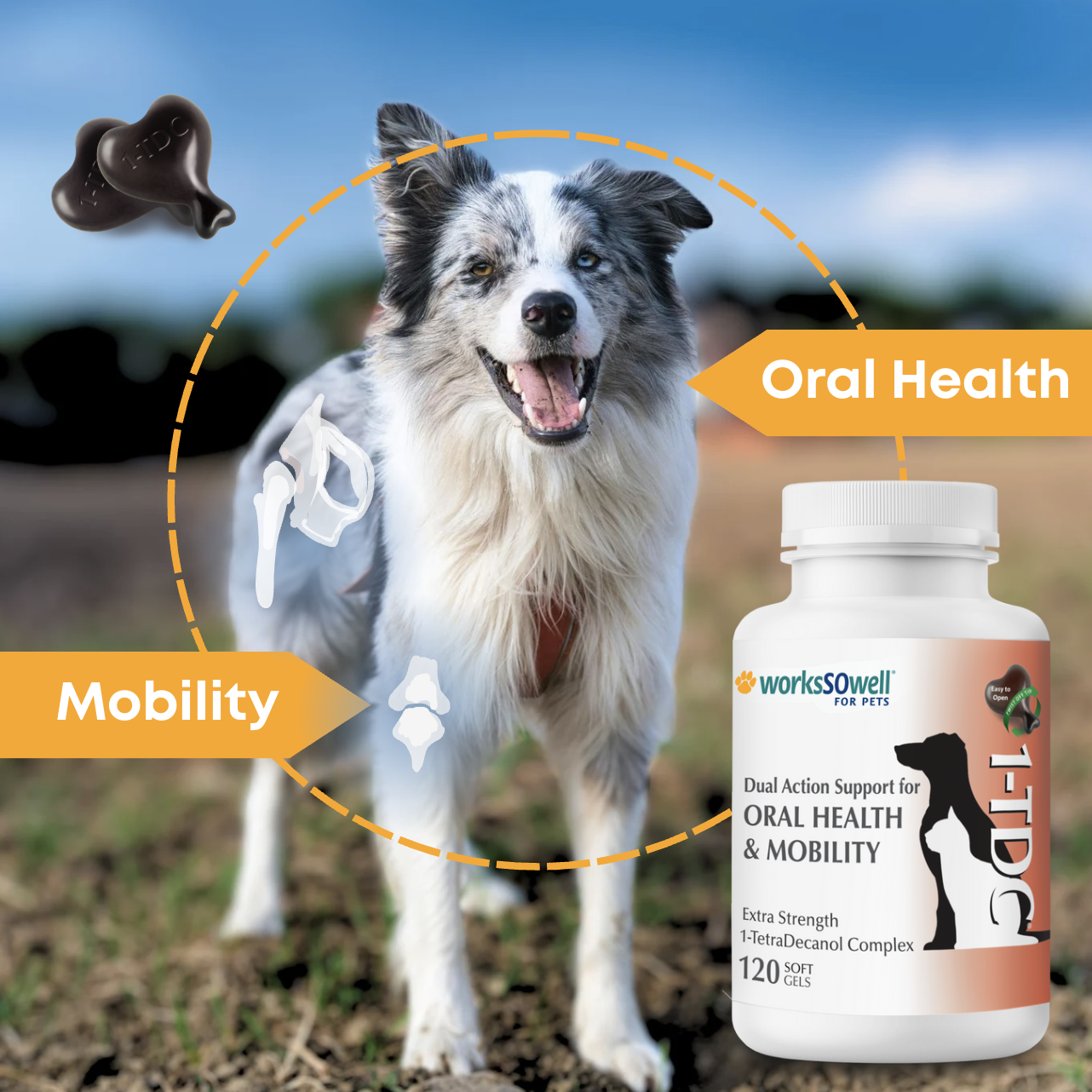 Dog with supplement bottle for oral health and mobility support.