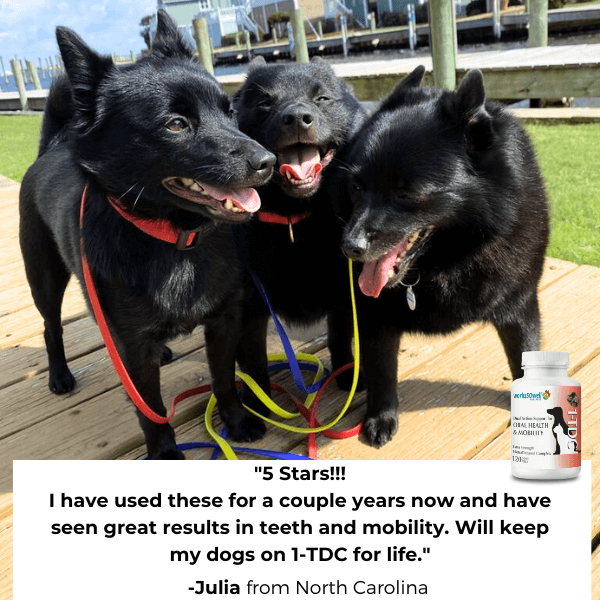 Three black dogs with leashes on a wooden deck, with a product review and supplement bottle.