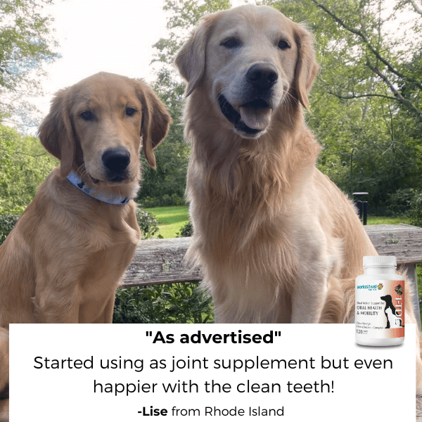 Two golden retrievers sitting outdoors with a supplement bottle and testimonial text below.
