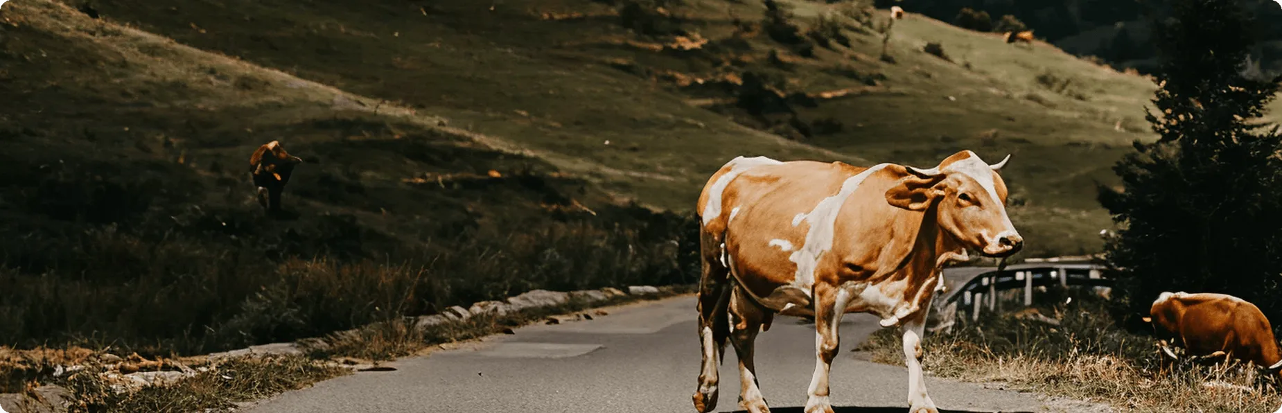 A brown and white cow stands on a rural road with green hills in the background.