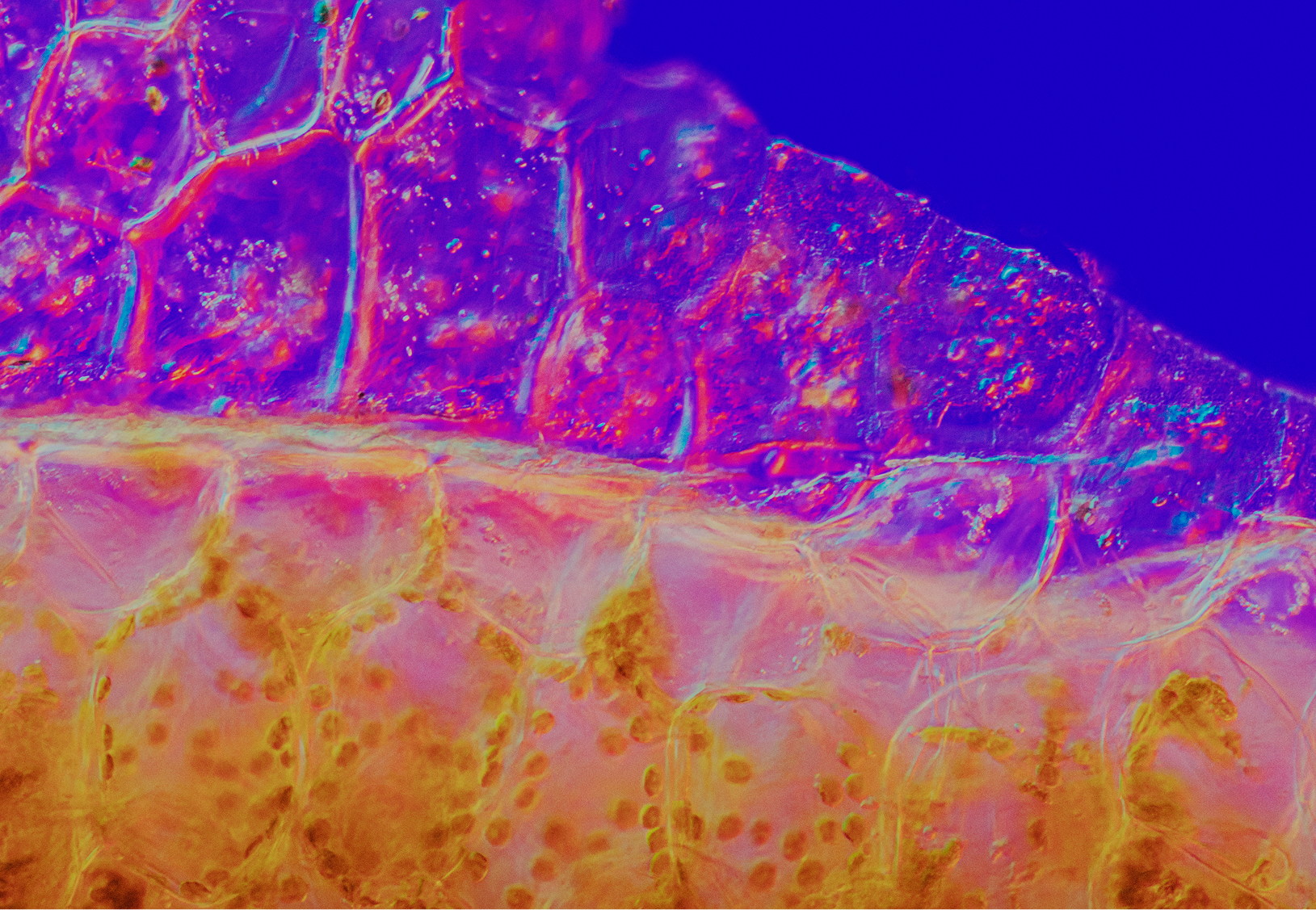 Close-up of colorful, abstract patterns resembling cells under a microscope.