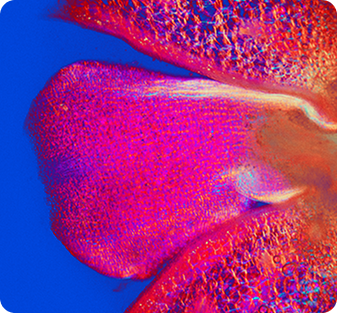 A microscopic, abstract image of pink and red textured lobes against a vibrant blue background.