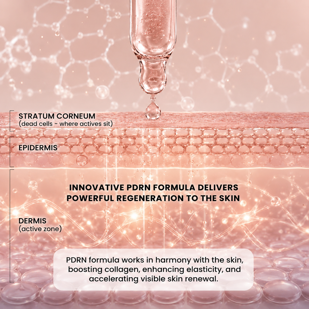 Infographic of a serum being applied to a cross-section of skin layers, with explanatory text.