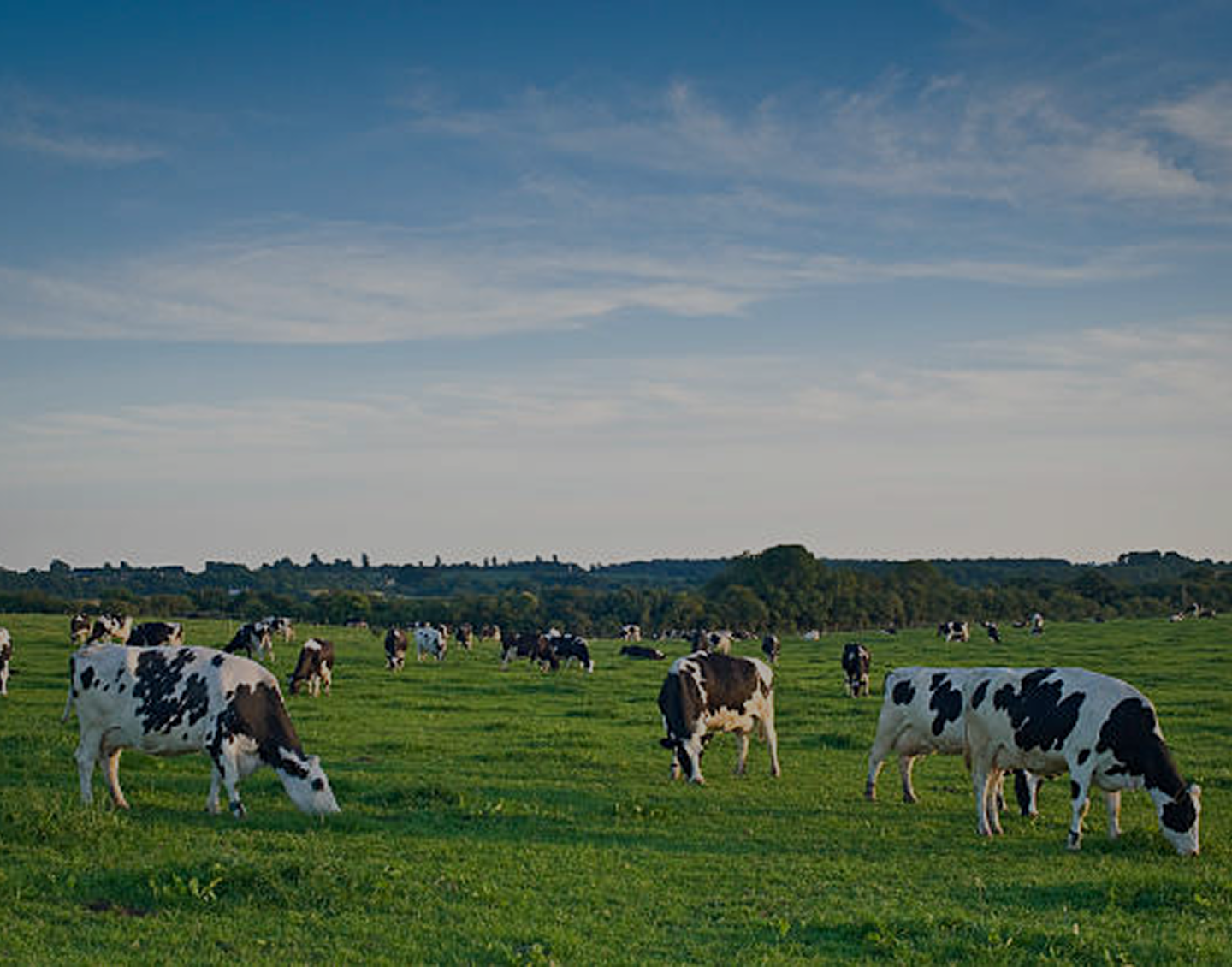 A herd of black and white cows grazing in a large, green pasture under a blue sky.