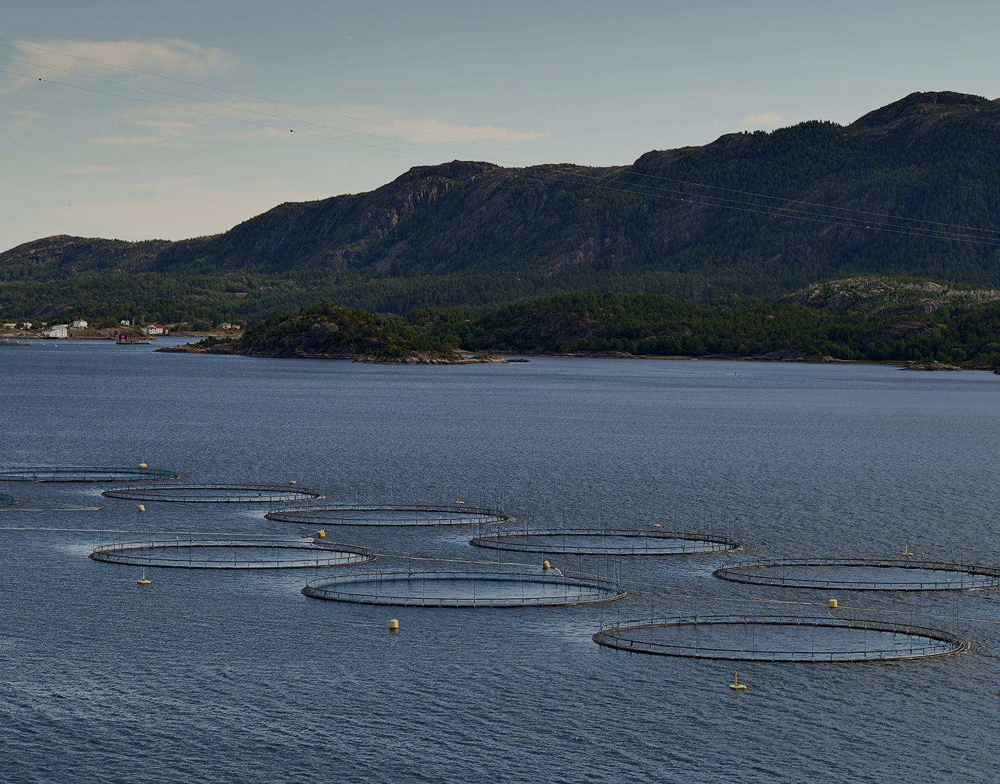 An offshore fish farm with circular pens on the water in front of a forested, hilly coastline.