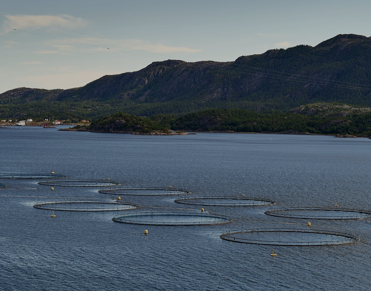 Circular fish farm pens floating in a body of water with forested mountains in the background.