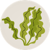 A circular icon with an illustration of green, wavy seaweed.