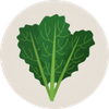 An illustration of a bunch of leafy green vegetables on a light circular background.